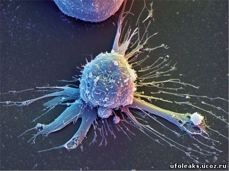 Клонированые стволовые клетки
