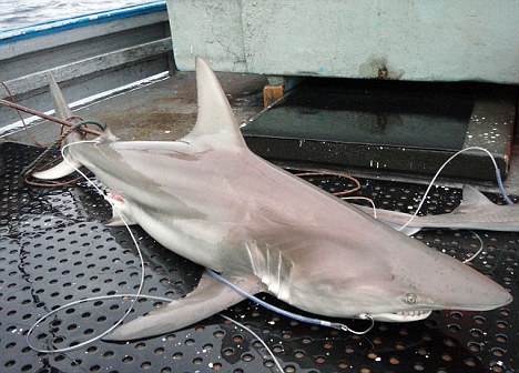 В Австралии найдена акула гибрид