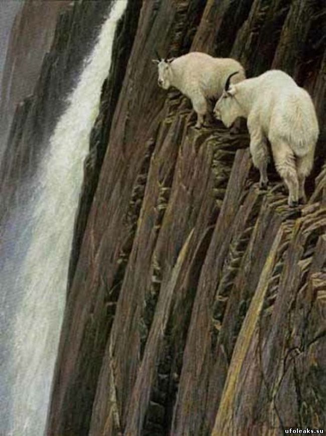 Козлы смотрят на водопад