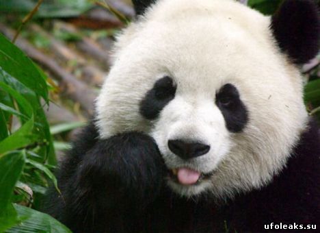 Животное Панда Свити, попала рейтинг BBC "Лица года"