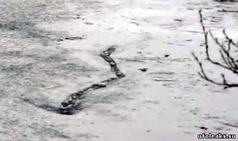 Огромный червь в исландской реке