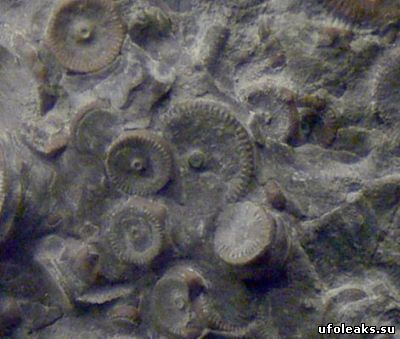 Детали какого то механизма возрастом 400 млн. лет