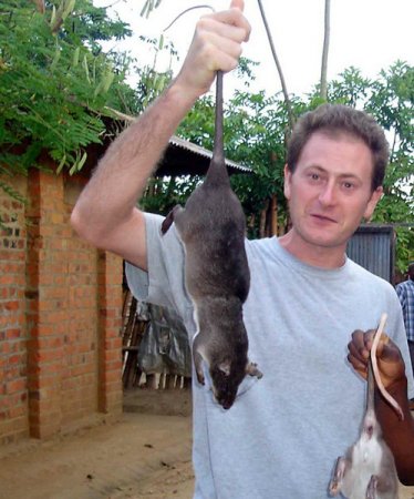Гамбийская крыса размером с кошку