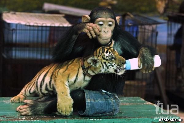 Шимпанзе выкормил тигрят