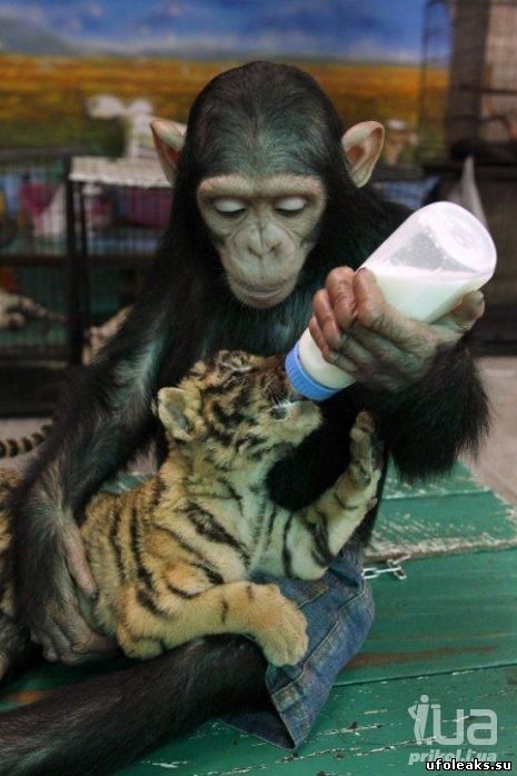 Шимпанзе взял на себя роль отца тигрят