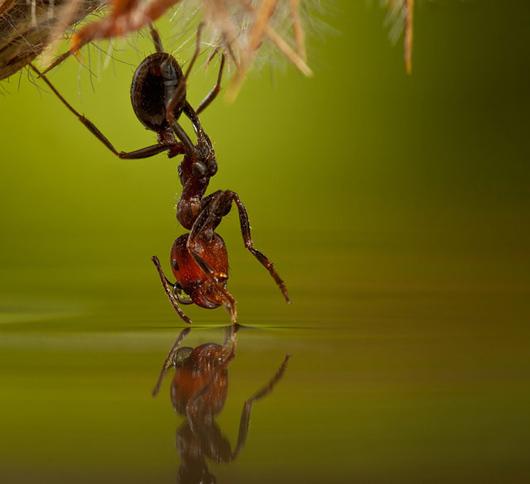Ныряющий муравей