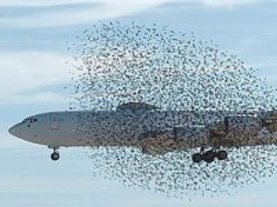 Самолет столкнулся со стаей птиц