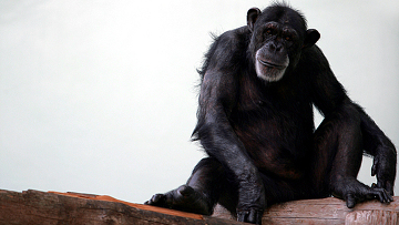 У детей и шимпанзе нашли общюю черту характера