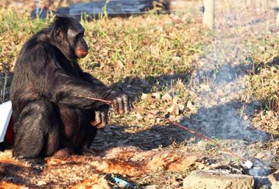 Шимпанзе не боится огня, а готовит на нем пищу