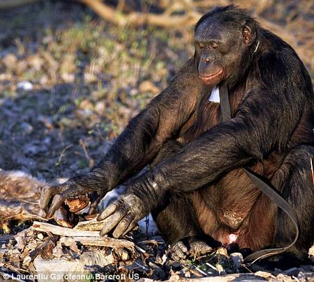 Шимпанзе Канзи складывает сухие ветки так, что бы их было легко разжеч