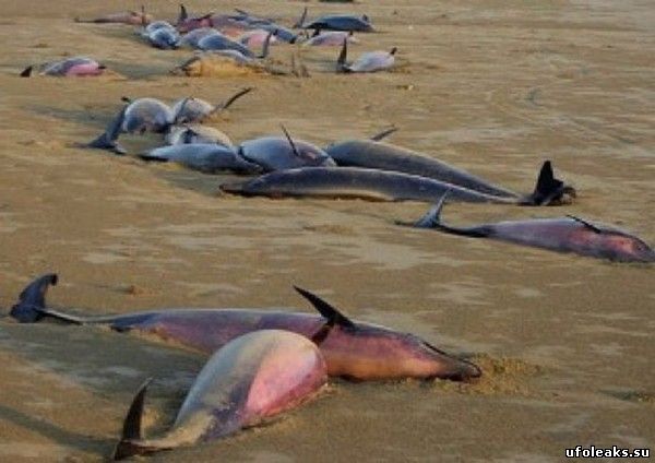 Массовое самоубиство дельфинов