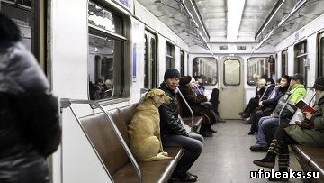 Рыжий пассажир метро