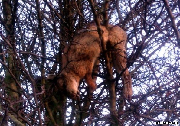 Тушки кроликов висят на дереве