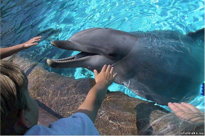 Дельфин животное с интелектом